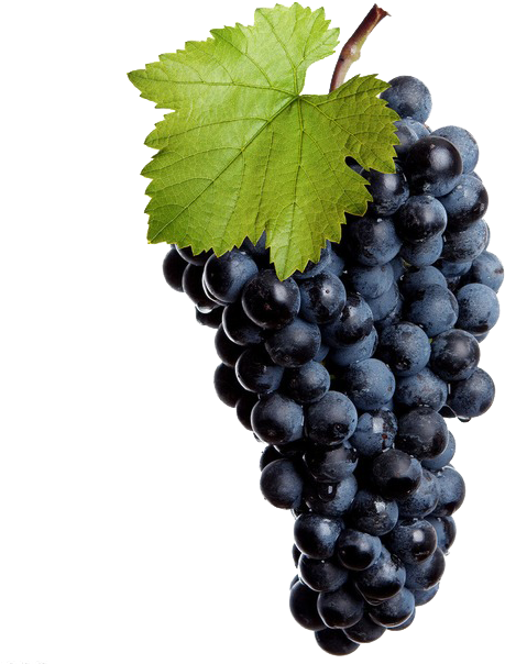 Vacations Have The Power To Restore Our Well-being - Vina 5 Pcs/set Deluxe Wine Bottle Opener Accessories (650x650), Png Download