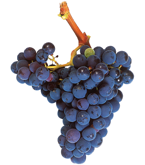 Garnacha Tinta - Uva Tinta (473x536), Png Download