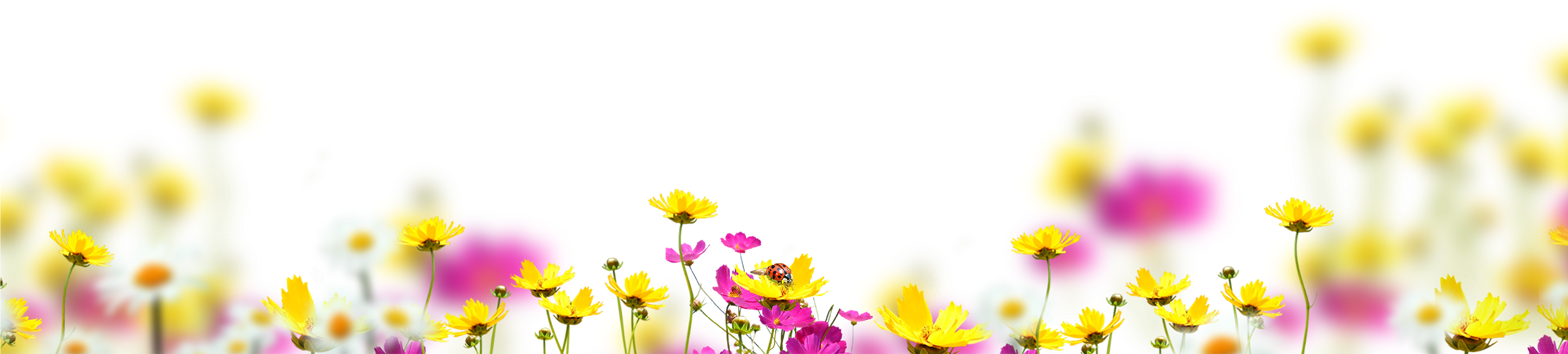 Free Flower Overlay, Photoshop Overlays Photoshop Overlays, - Tickseed (4134x1424), Png Download