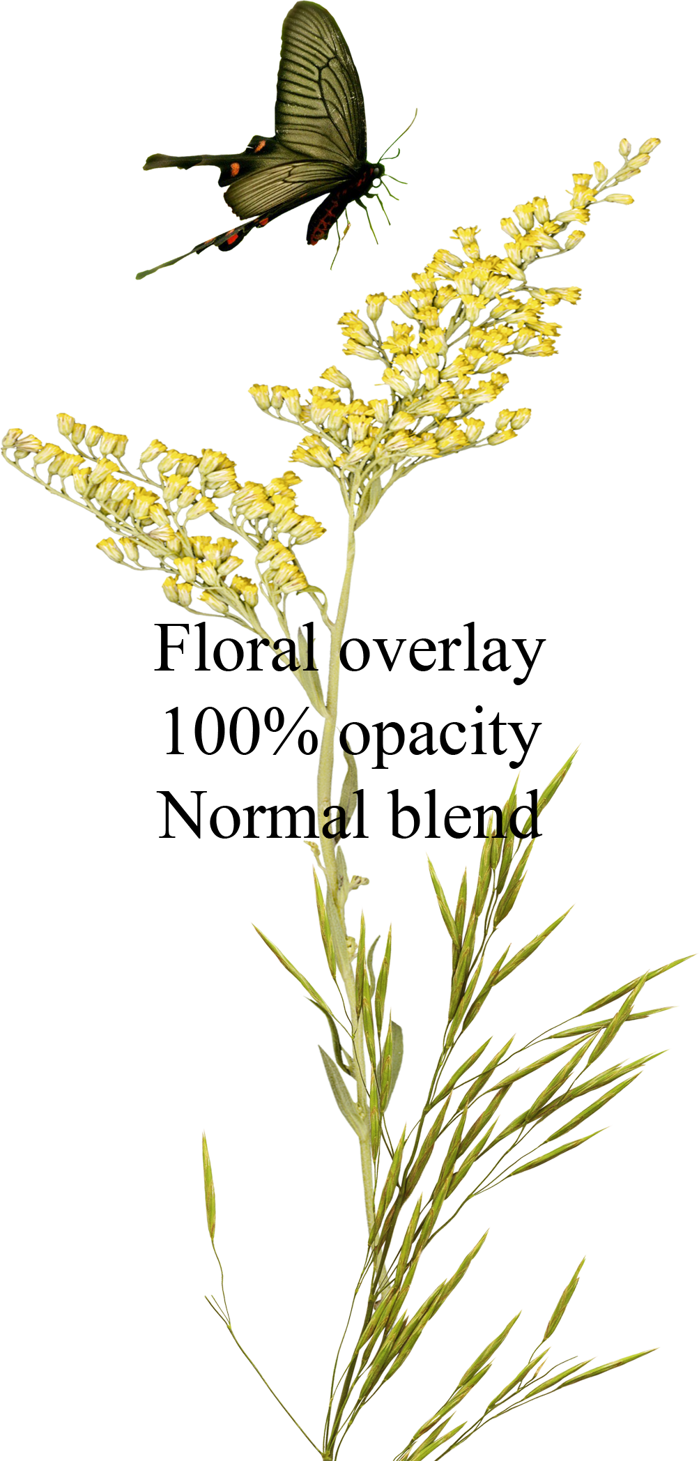 Download Floral-overlay - Tanacetum Balsamita | Transparent PNG ...