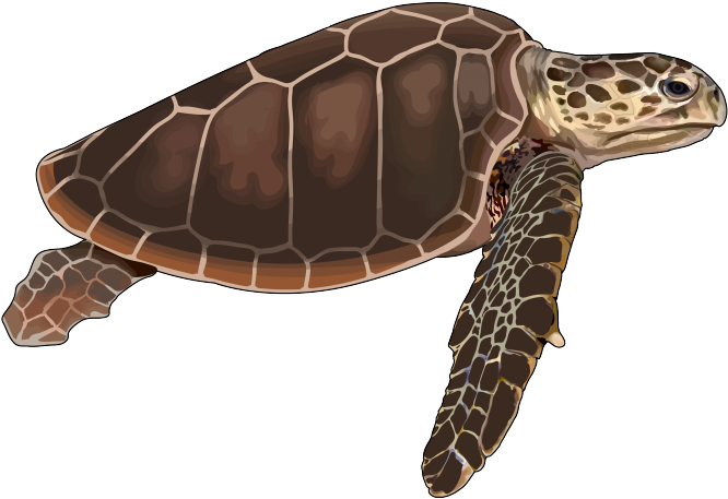 Tortuga-boba - Tortuga De Mar Png (700x495), Png Download