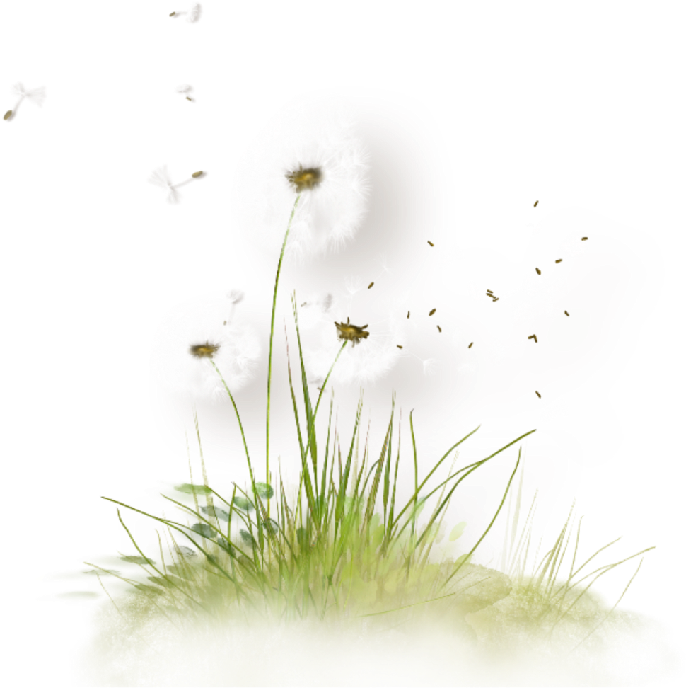 Dandelion Seeds Blowing Freetoedit - Green (1024x1046), Png Download