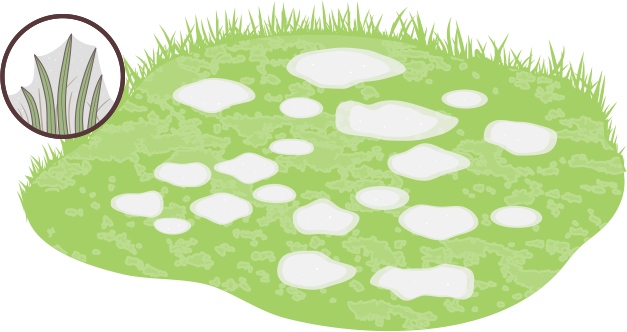 Of Time And Causes Uneven, Circular Patches Of Dead - Circle (627x332), Png Download