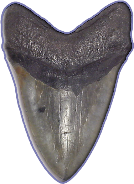 Megalodon Shark Teeth Are Very Large And Millions Of - Mega Shark Teeth (440x588), Png Download