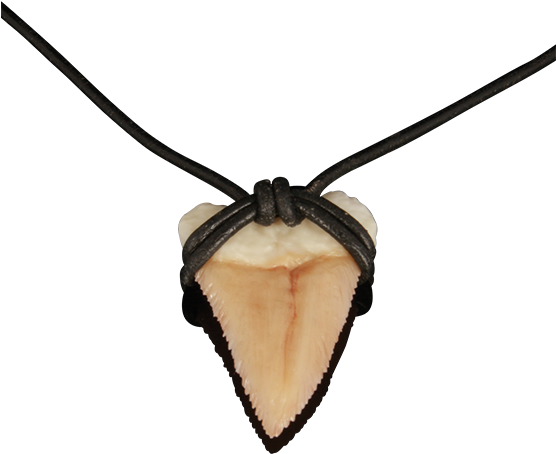 2 Zirconia Shark Teeth - Home (555x555), Png Download