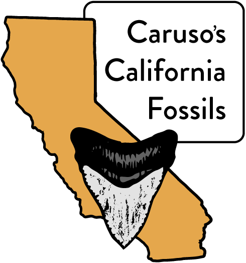 Fossil (490x523), Png Download