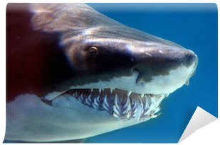 Shark (400x400), Png Download