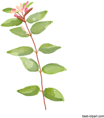 Watercolor Branch With A Flower Clip Art - Watercolor Painting (450x432), Png Download