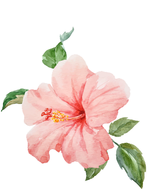 Watercolor Hibiscus (480x480), Png Download