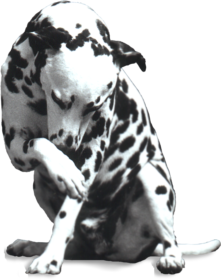 Dalmatian Dog (885x1040), Png Download