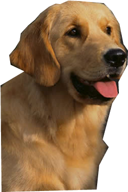Golden Retriever Png High-quality Image - Cartoon Golden Retriever Png (800x600), Png Download