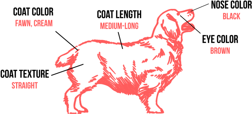 Golden Retriever Clipart One Dog - Corey Taylor (1024x433), Png Download