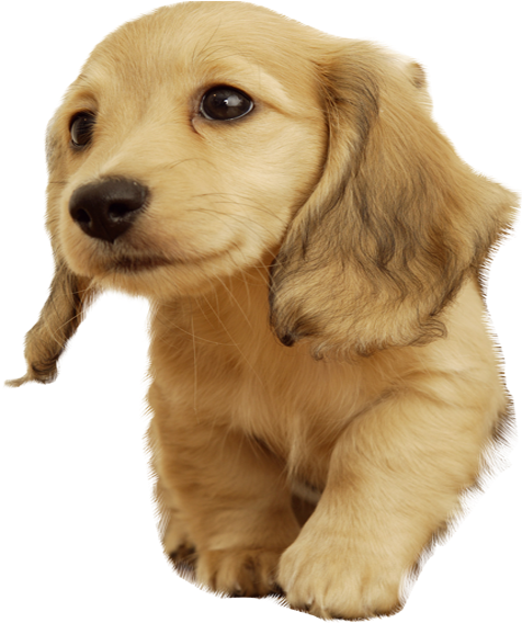 Cuteness Wallpaper Pups Transprent - My Best Paw Safety Dog Bowl (pink, Small) (567x567), Png Download