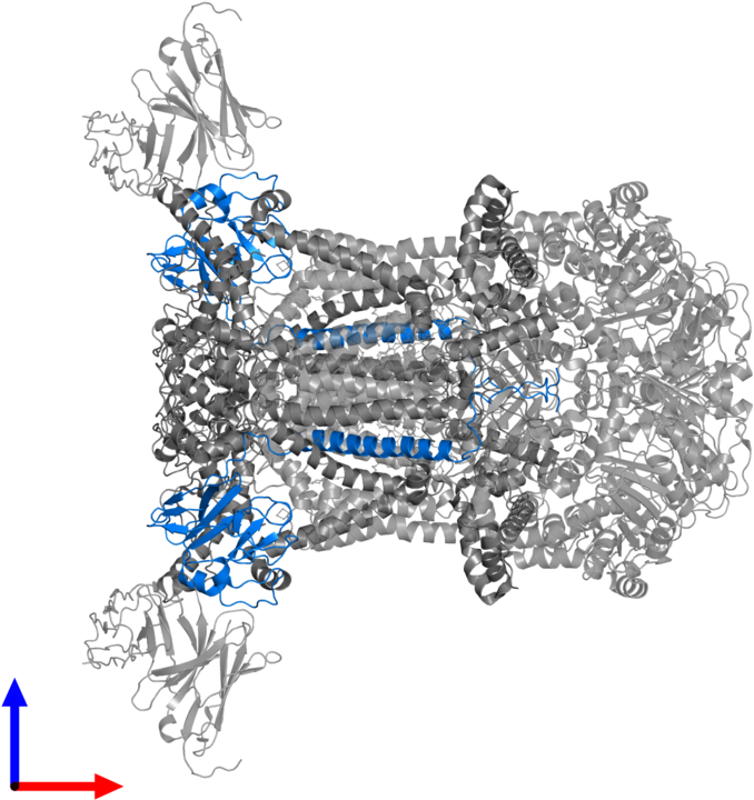 <div Class='caption-body'>pdb Entry 4pd4 Contains 2 - Illustration (800x800), Png Download