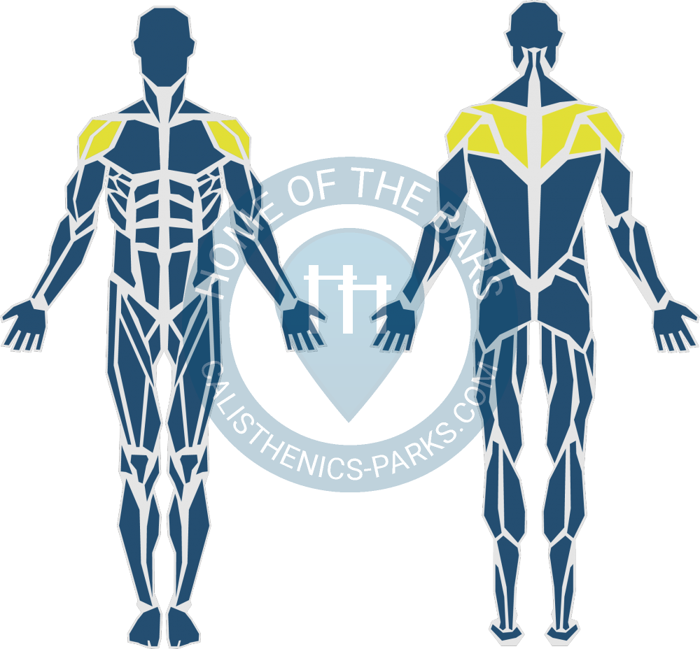 Anatomisch Human Flag - Skin The Cat Muskeln (1000x928), Png Download