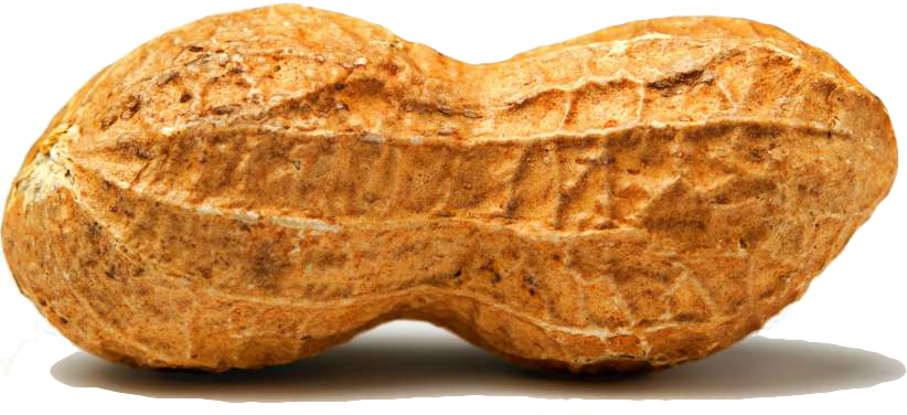 Peanut Png - Peanut Transparent (822x376), Png Download