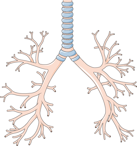 Have Gone Above And Beyond To Offer The Best And Most - Bronquios Png (578x616), Png Download