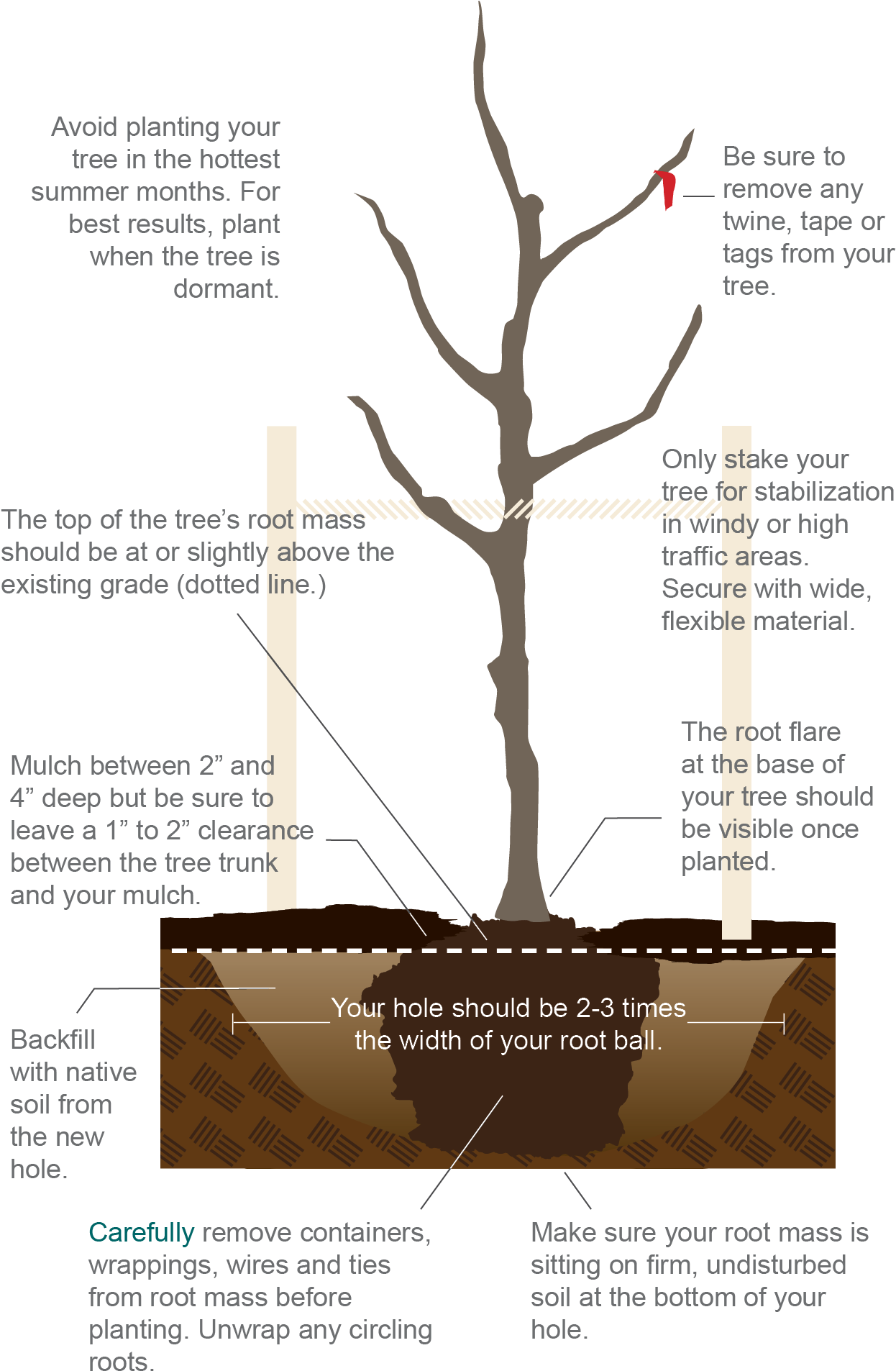 Planting A Tree - Brochure (1252x1926), Png Download