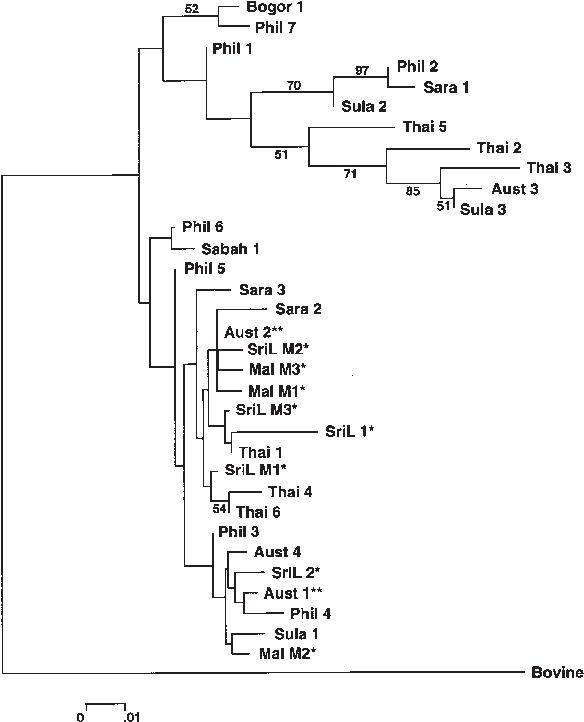 Neighbour Joining Tree For 33 Mtdna D Loop Haplotypes - Neighbor Joining (591x731), Png Download