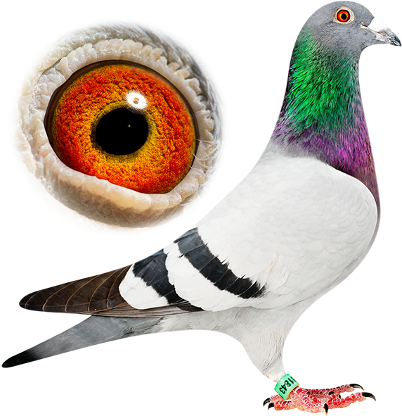 Back To All News - Pigeons And Doves (600x600), Png Download