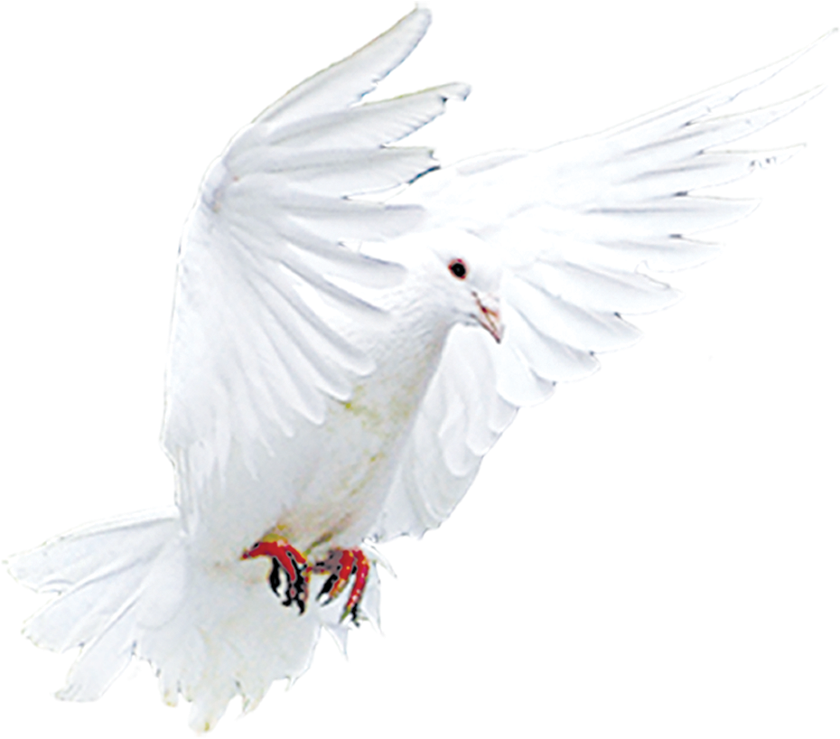 Beak Feather Flying Pigeons Transprent Png Free - Flying Pigeons (1303x1027), Png Download