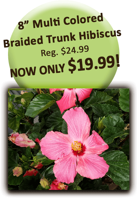 8in Hibiscus Multi Color Braided Trunk - Hawaiian Hibiscus (504x720), Png Download