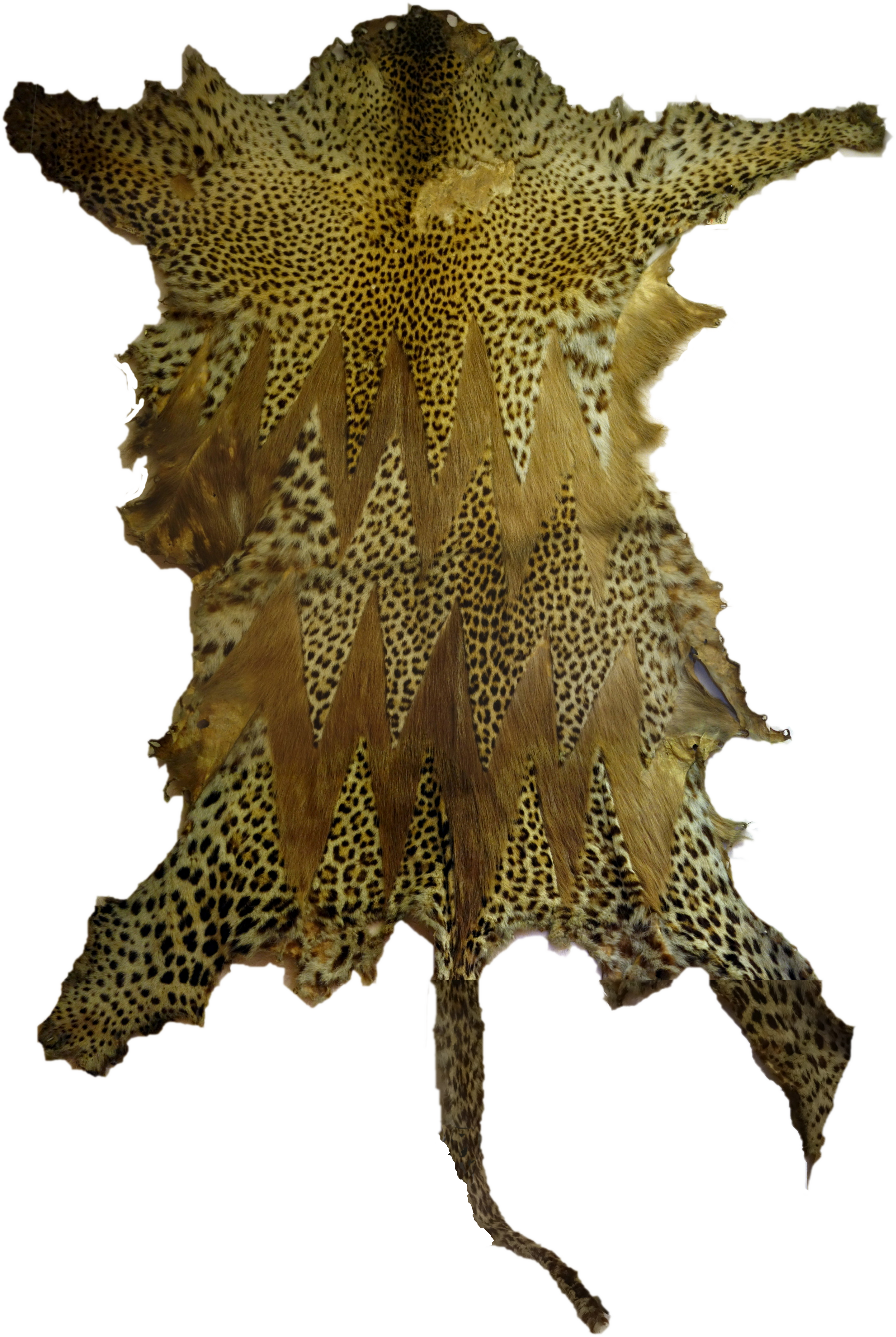 Linden Museum Stuttgart, Leopard Prunkfell, Afrika - Marine Invertebrates (2878x4295), Png Download