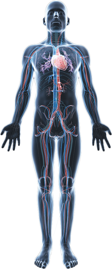 Body Png Hd - Human (500x900), Png Download