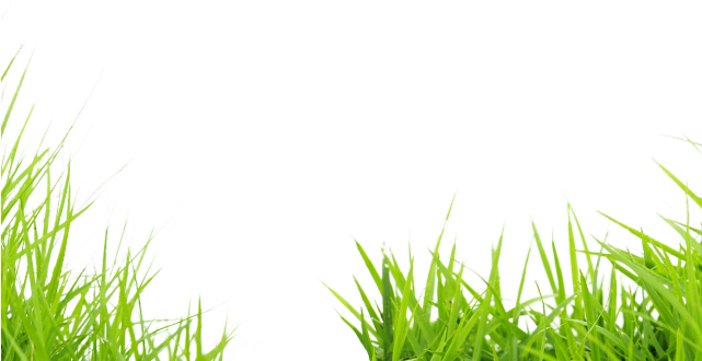 Grass Png Transparent Images - Sweet Grass (640x480), Png Download