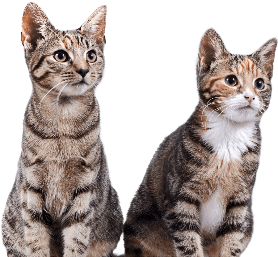 Prettylitter Health Monitoring Cat - Cat Litter (900x831), Png Download