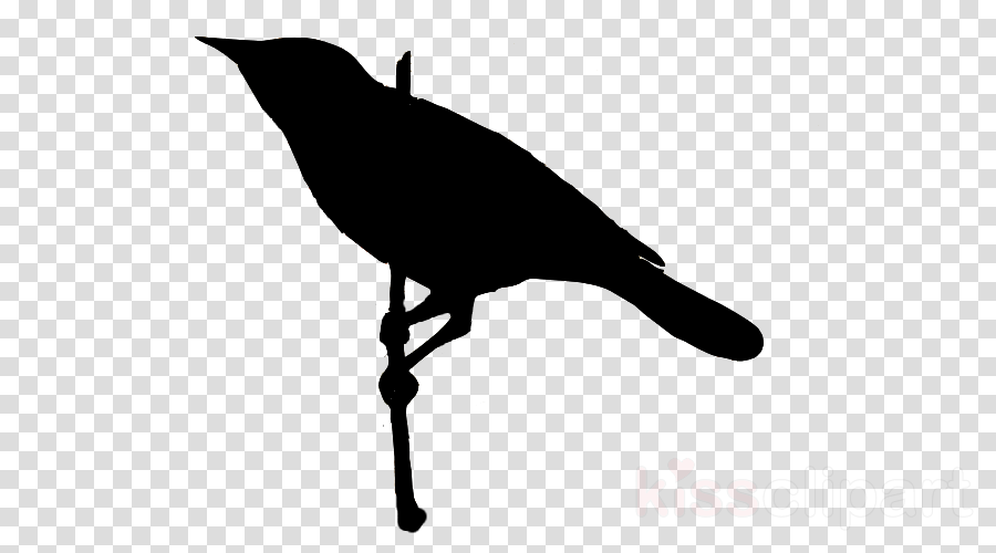 Zazzle Personalisierte Vogel Dreieck Auswahl Plektrum - Magnifying Glass White With Transparent Background (900x500), Png Download