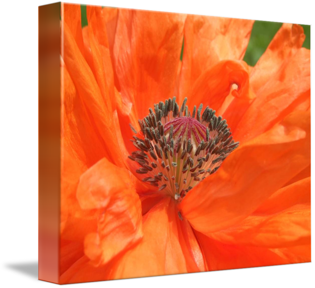 Icelandic Poppy By Kristen Fox - Orange Poppy Wall Clock (650x593), Png Download