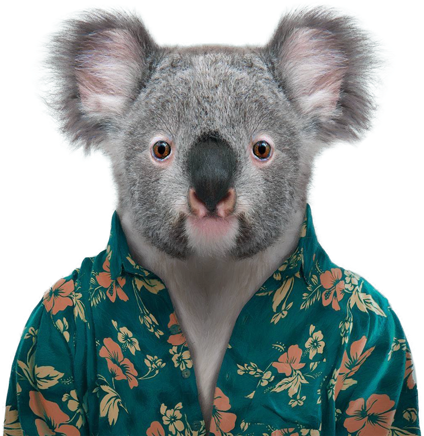 Aura Brooks - Blik Zoo Portraits: Koala - Bl-zoo-koala-decal (1920x1136), Png Download