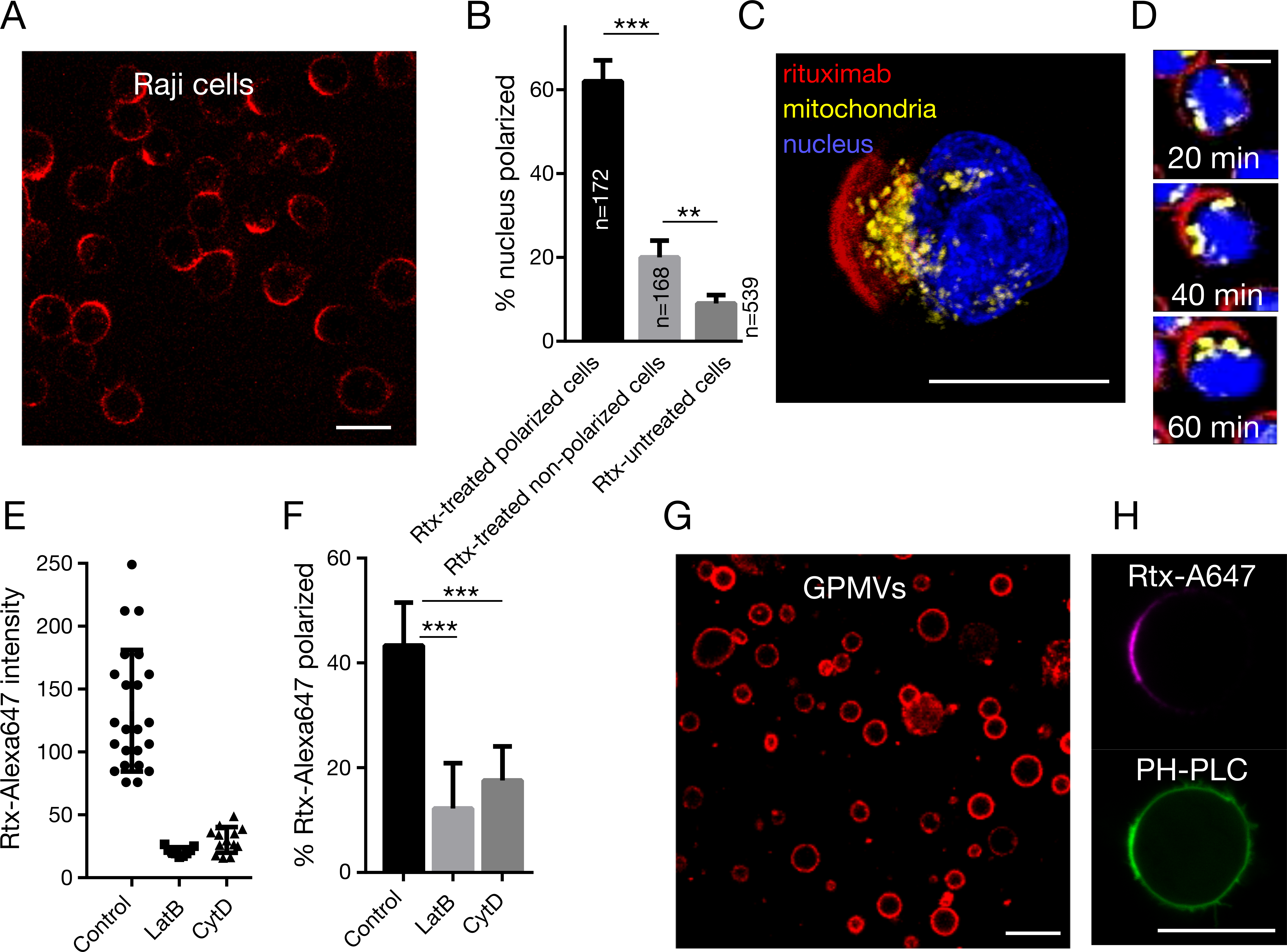 Rituximab Capping Triggers Intracellular Reorganisation (8185x6073), Png Download