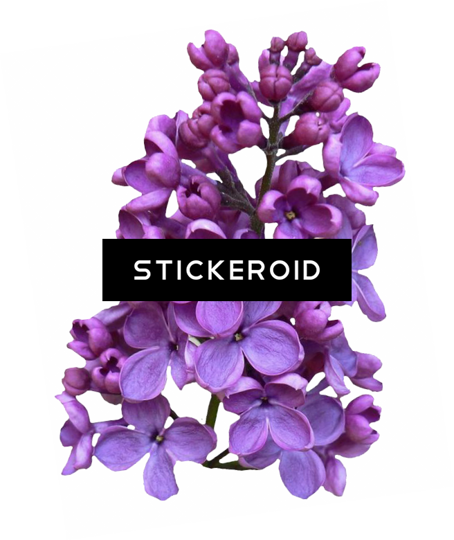 Lilac Flowers - Flower (656x780), Png Download