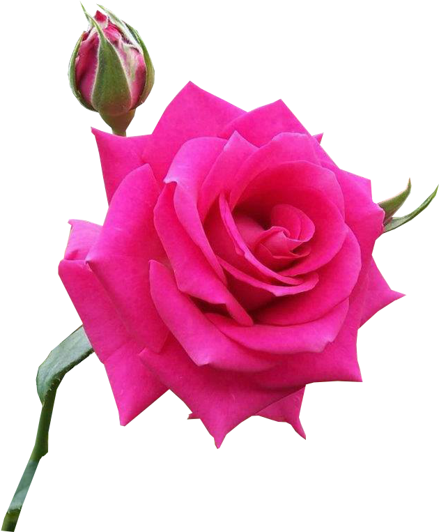 Imagens Pngs De Flores Diversas - Atravessando Momentos Dificeis Conheci O Melhor De (657x768), Png Download