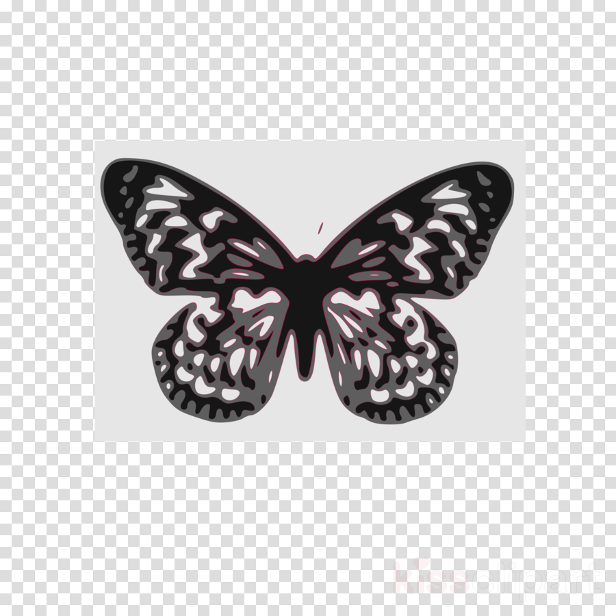 Your Own Kind Of Beautiful Butterflies (900x900), Png Download