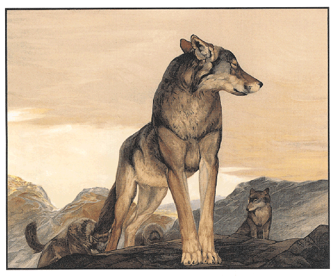 Skip To The Beginning Of The Images Gallery - Wolf That Never Sleeps (700x700), Png Download