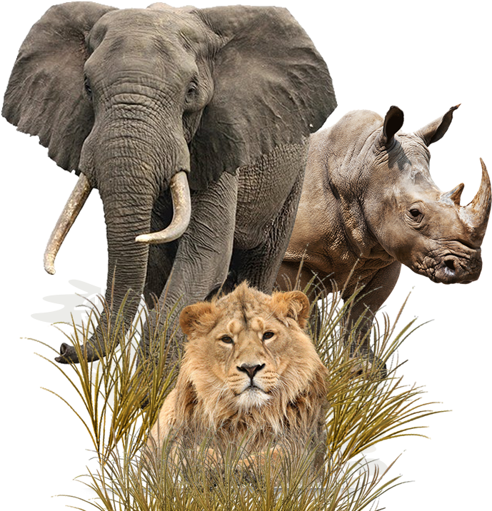 “when He Was Young, I Told Dale Jr - Transparent Elephants (700x757), Png Download