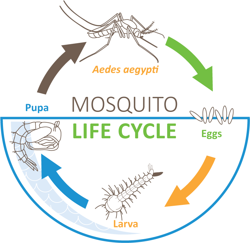 Download Mosquito Life Cycle - Kalokagatia (960x960), Png Download