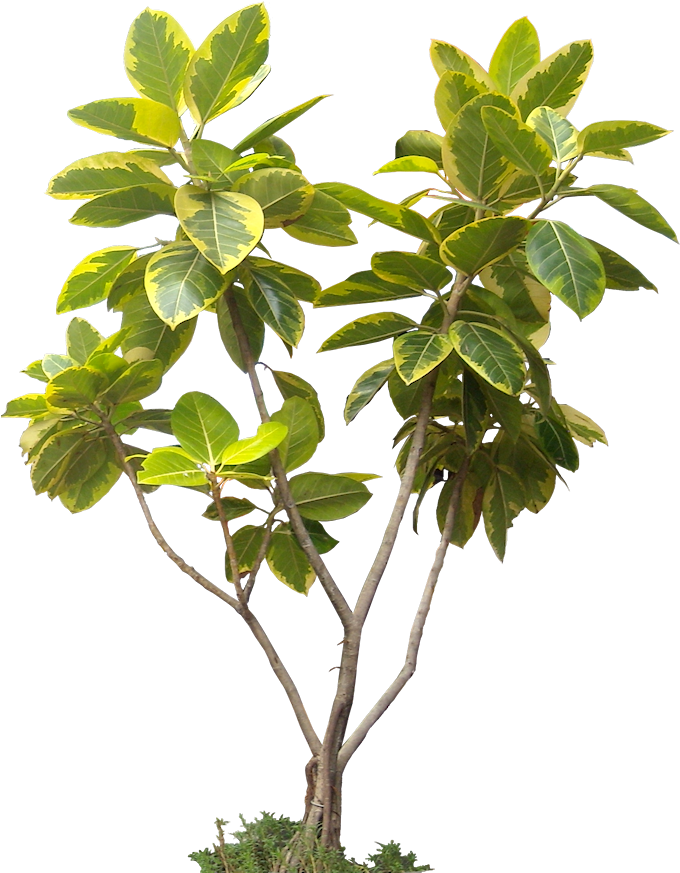 High Resolution Trees Png (684x886), Png Download