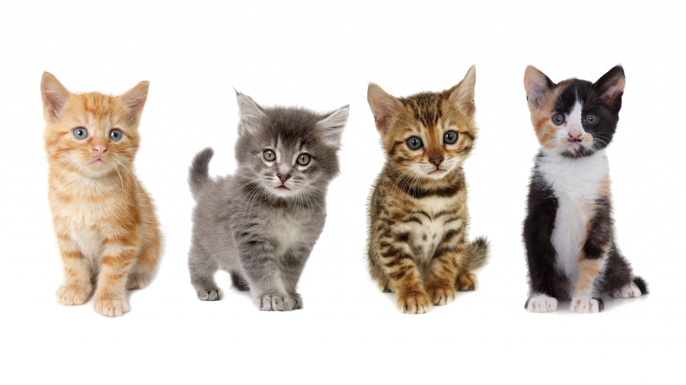 Kitten Png Image - Uber Kittens (960x540), Png Download