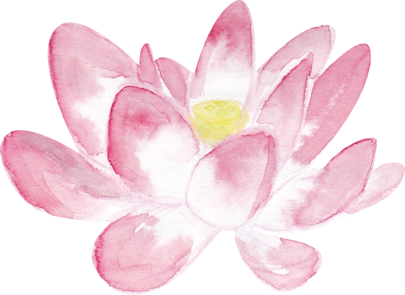 Pink Lotus Png In Watercolor Large - Sacred Lotus (800x583), Png Download