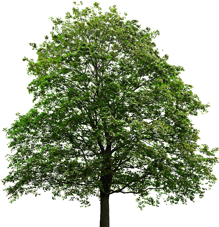 Maple Tree Transparent Background - Tree With No Background (758x769), Png Download