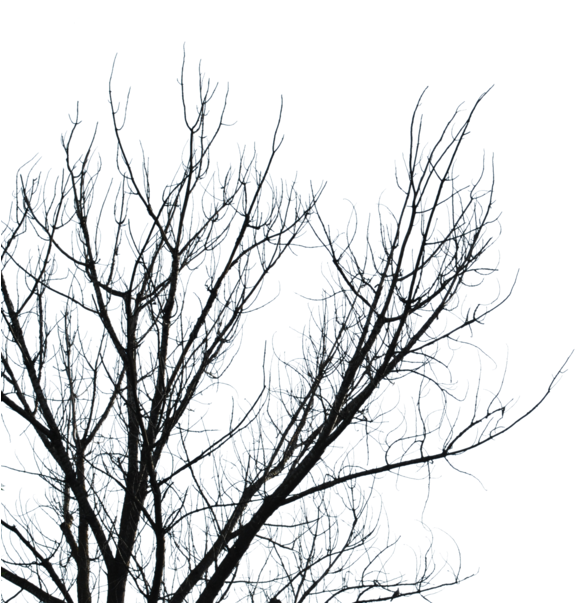 Download Dry Branches Png Clipart Branch Tree Sky Leaf - Branches (899x602), Png Download