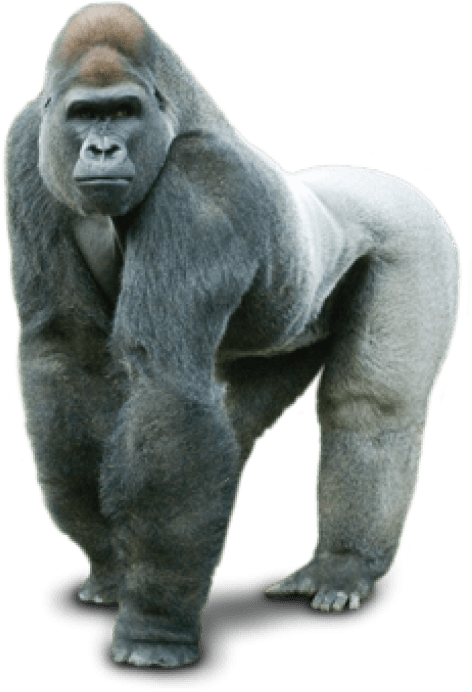 Clip Art Images - Gorilla Png (480x744), Png Download