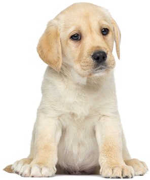 Puppy Png - Mein Fühl-wörterbuch - Mein Tag 9783845809700 (board (357x520), Png Download