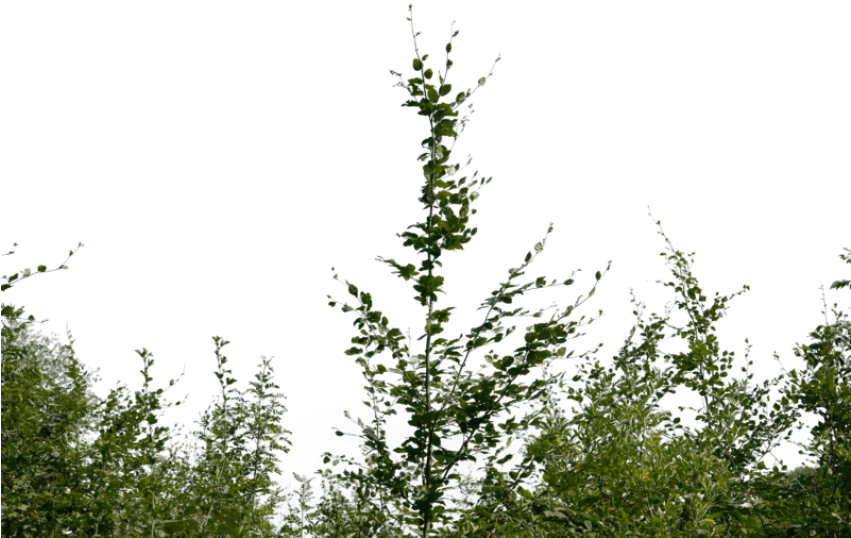 Bush Png - Foreground Bushes Png (801x505), Png Download