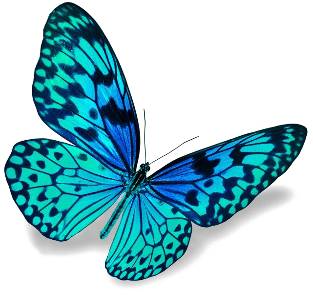 Blue Butterfly Png Download Image - Insights Into Liberating Leadership - How To Become (700x700), Png Download