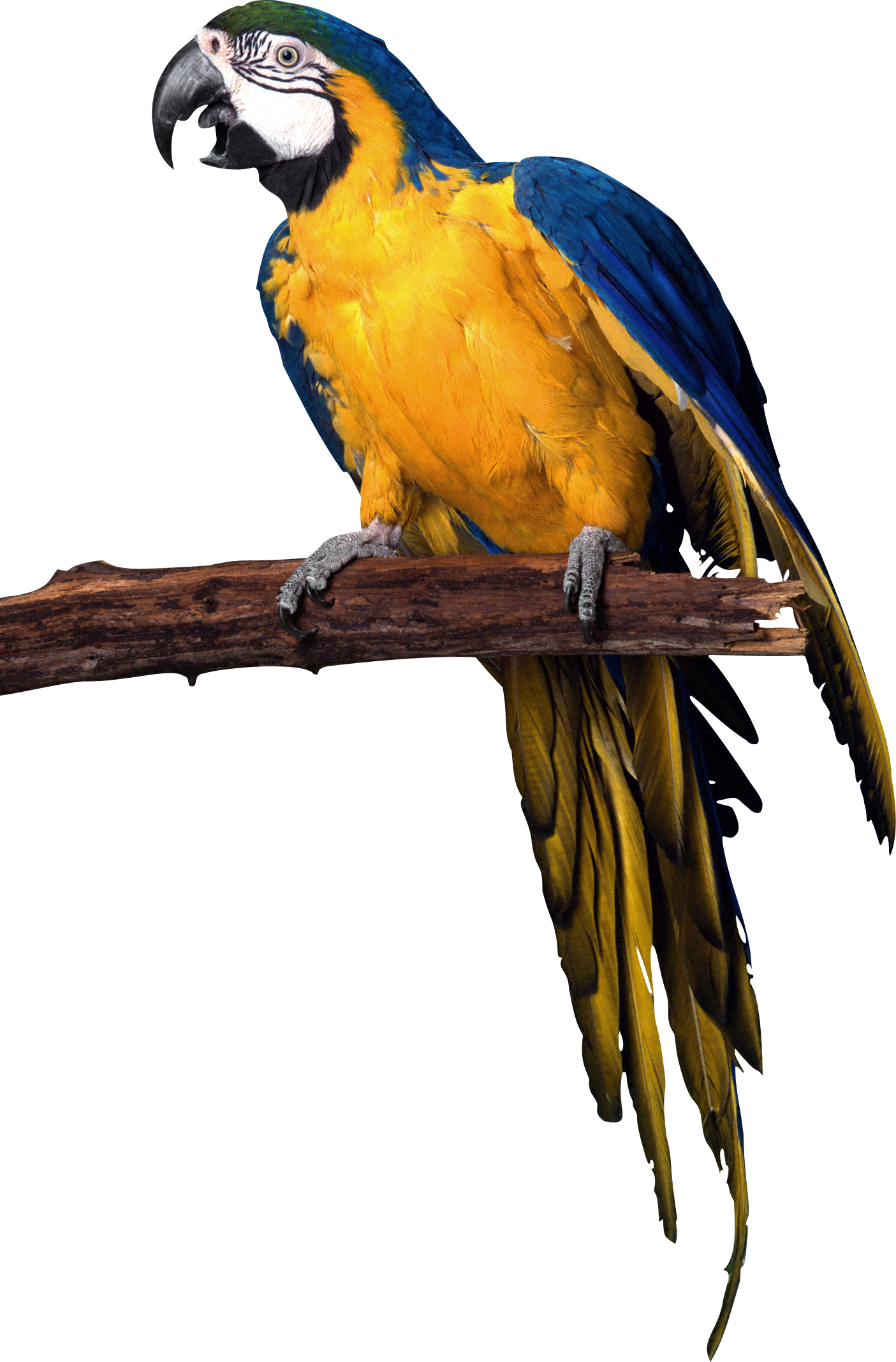 Parrot Png Images, Free Download - Parrot Png (1405x2134), Png Download